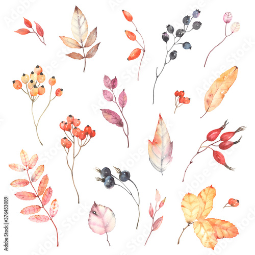 Watercolor set of branches with berries dog rose, rowan and colorful leaves. Autumn illustration isolated on white background, decoration collection for your design.