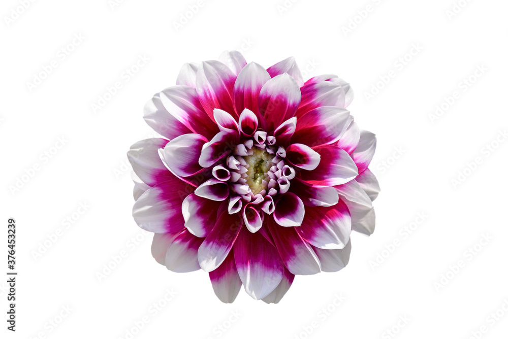 pink and white dahlia flower isolated on white pink and white dahlia flower isolated on white