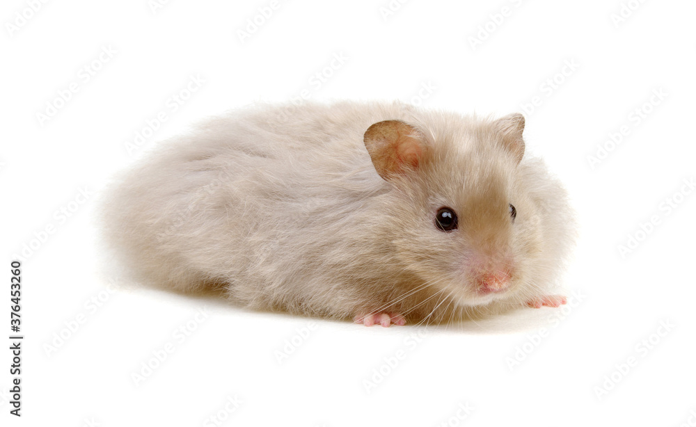 Hamster isolated on white background Hamster isolated on white background