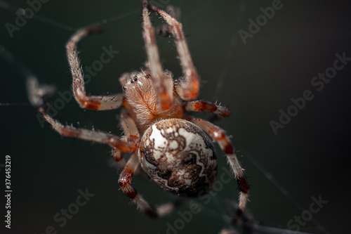 a large spider with a beautiful abdomen, with spiny legs weaves its webs