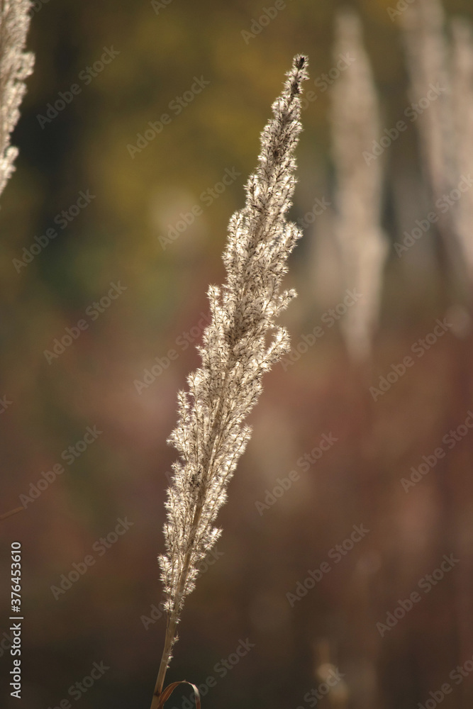 One reed on a blurry background in autumn One reed on a blurry background in autumn