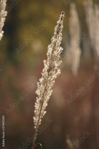 One reed on a blurry background in autumn