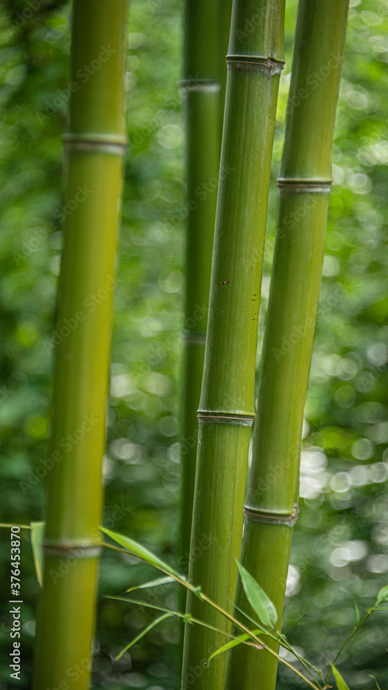 Thick green trunks of bamboo in Chinese wet jungles Thick green trunks of bamboo in Chinese wet jungles