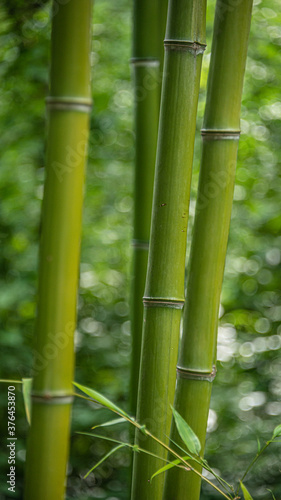 Thick green trunks of bamboo in Chinese wet jungles