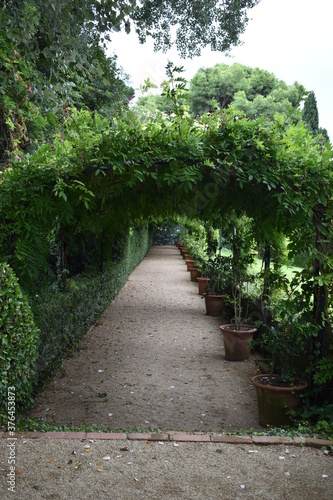 camino rodeado de plantas.