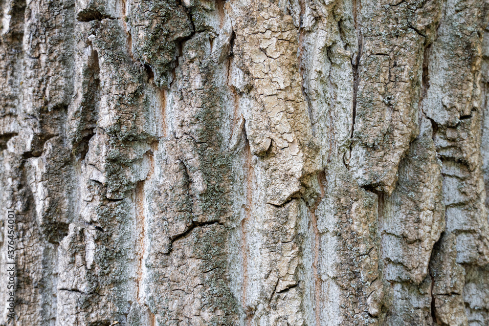 Obraz premium dry tree bark with cracks and moss background close up
