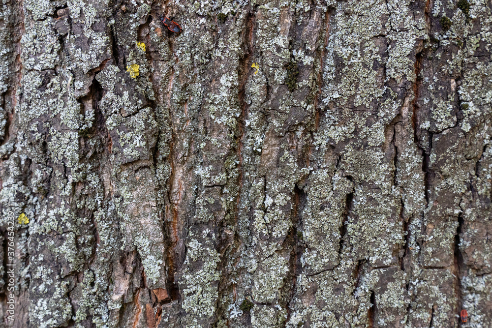 dry tree bark with cracks and moss background close up dry tree bark with cracks and moss background close up