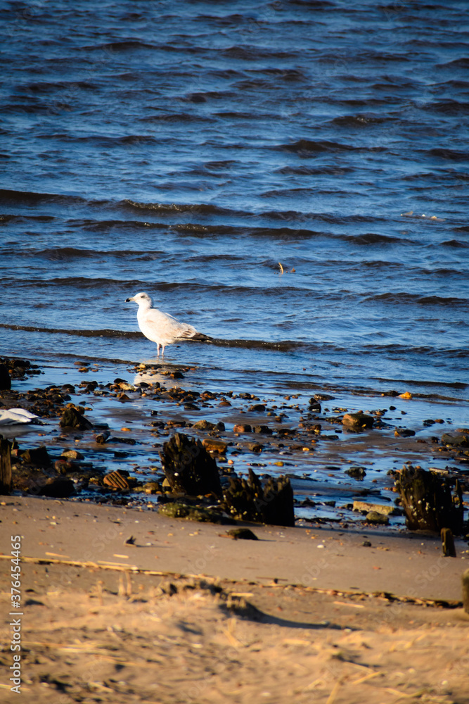 A White Bird looking straight after landing in the Ocean's Water A White Bird looking straight after landing in the Ocean's Water