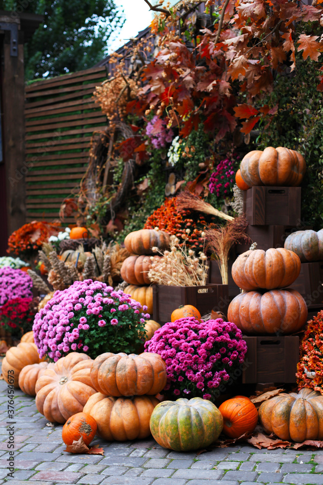 Pumpkins, decor for the halloween and thanksgiving, autumn season