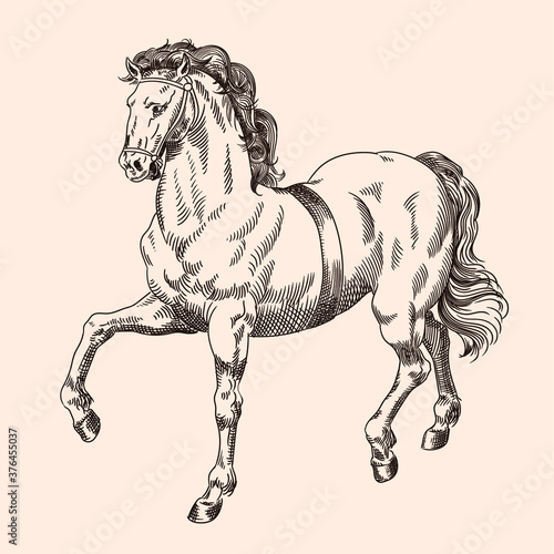 Galloping horse with harness isolated on beige background.