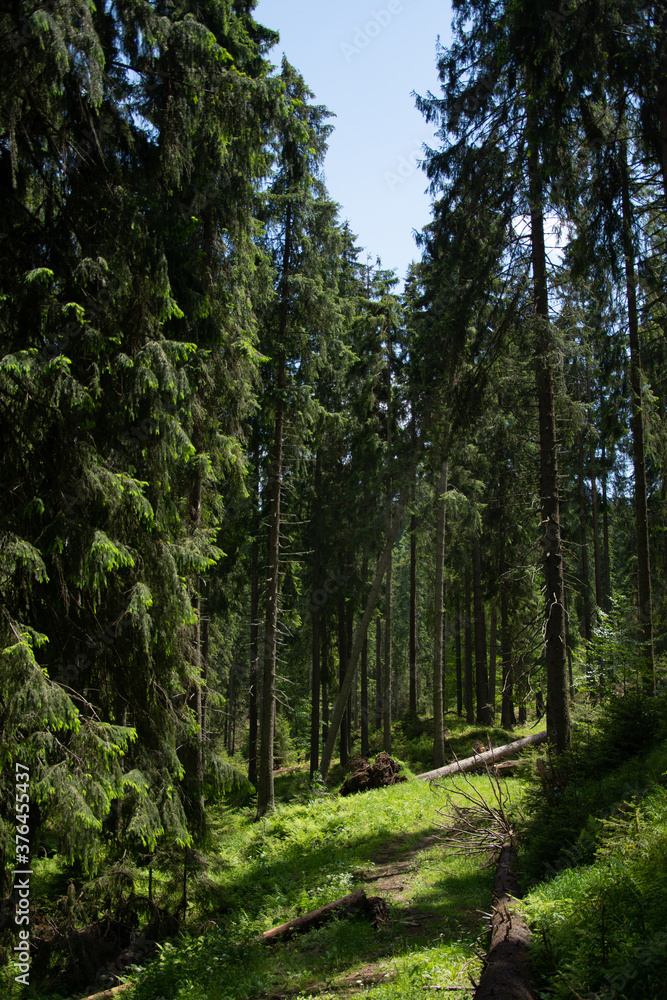 Obraz premium road in the woods near Tăul Zânelor Lake Bistrița,Romania2020