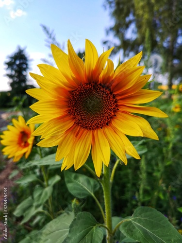 sunflower of blue sky