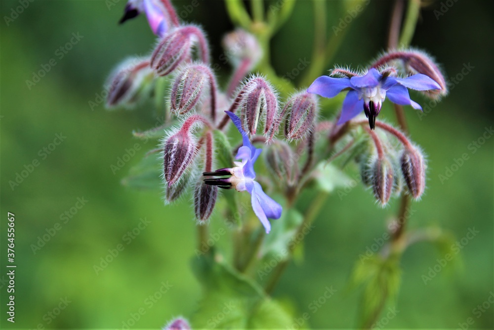 Borango officinalis - blue borage flower and buds