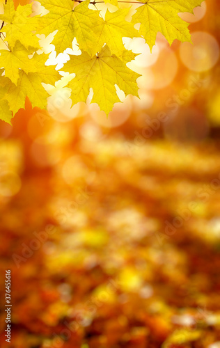  Fall blurred background.