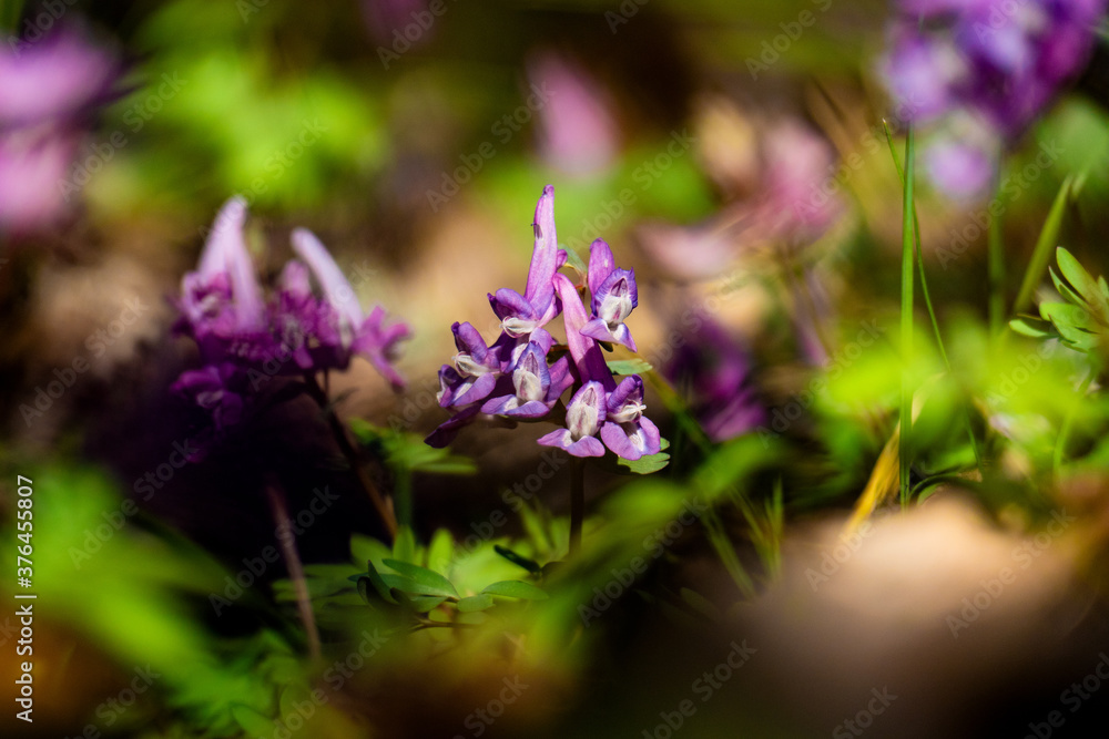 Fototapeta premium purple flowers in the forest