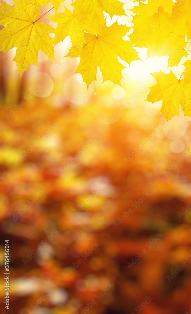 Fall blurred background. Fall blurred background.