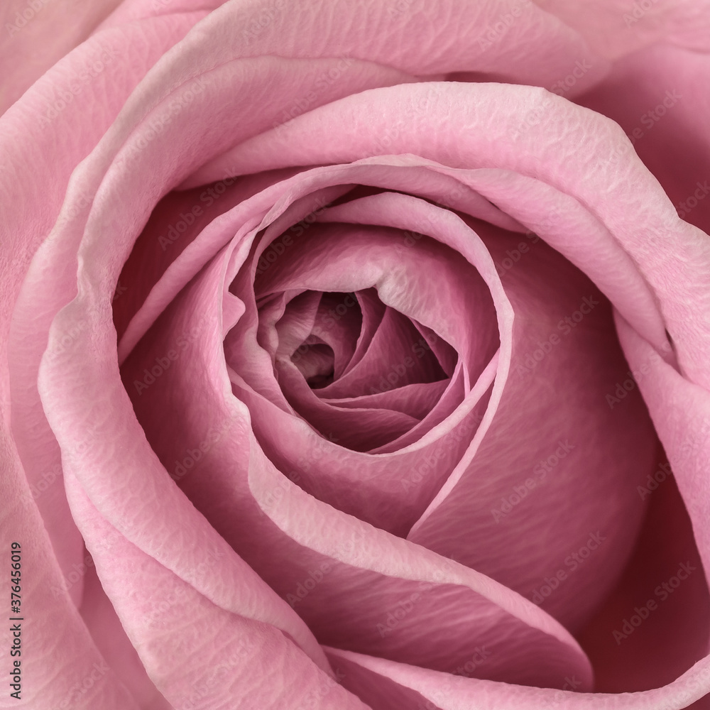 Fototapeta premium close up of pink rose