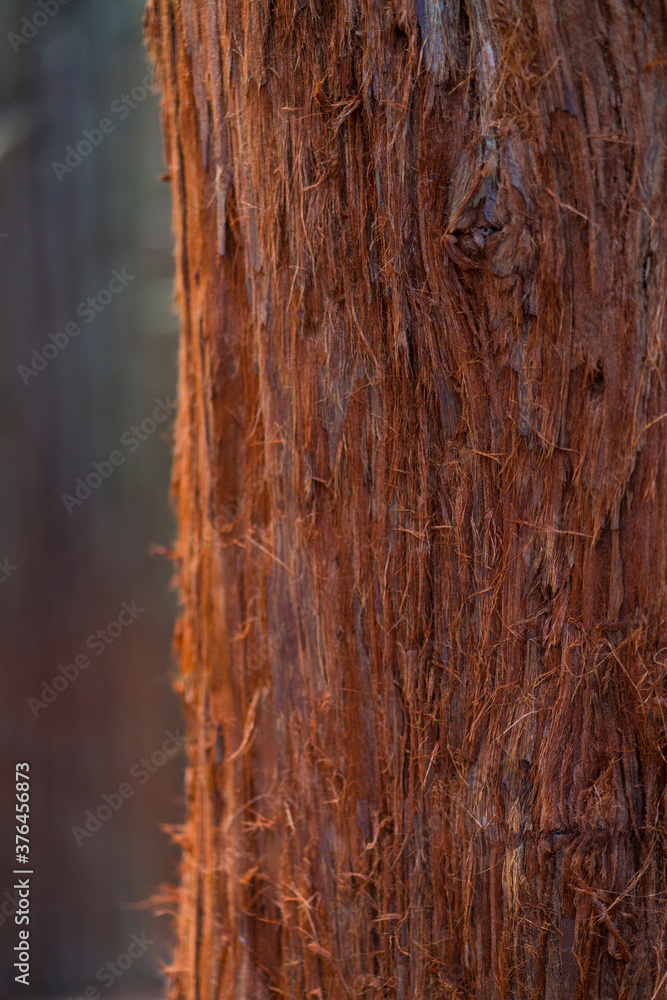Obraz premium SEQUOIA - SEQUOYA (Sequoia sempervirens) Sole living species genus Sequoia, cypress family Cupressaceae (formerly treated in Taxodiaceae). Coast redwood, coastal redwood and California redwood