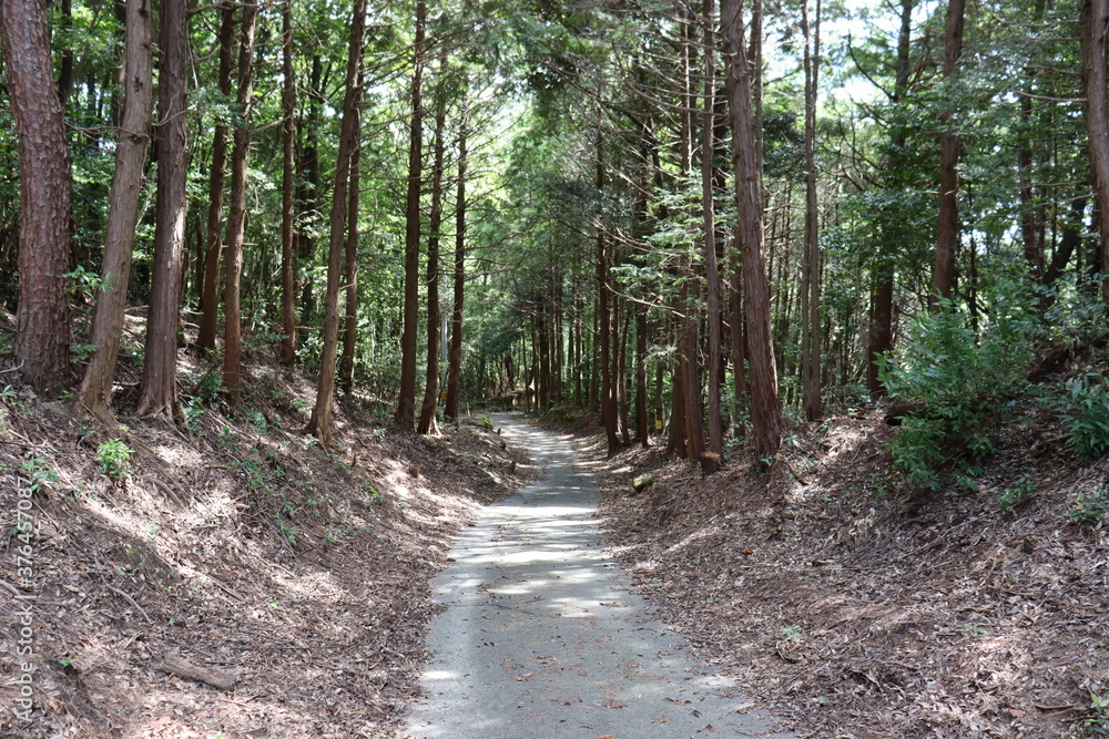天気の良い日の山道 天気の良い日の山道