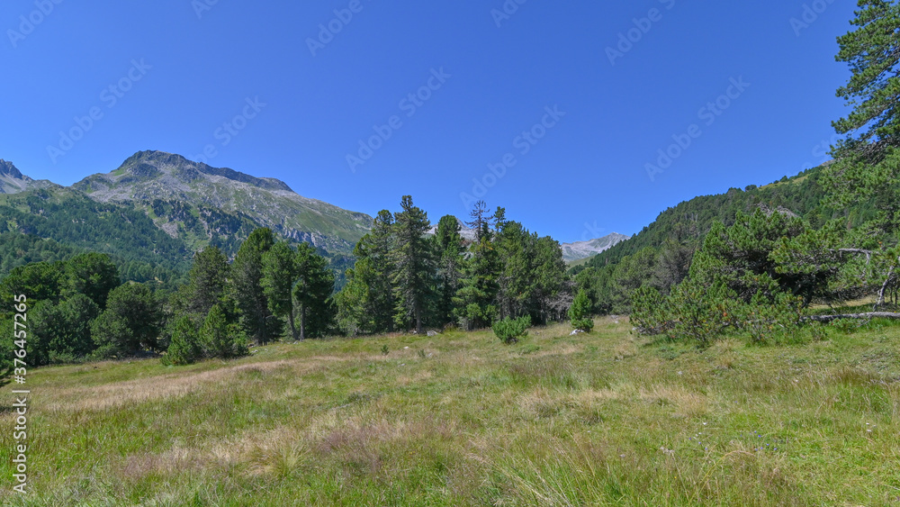 Panorama di pini in alta montagna in agosto, con cielo blu in sottofondo