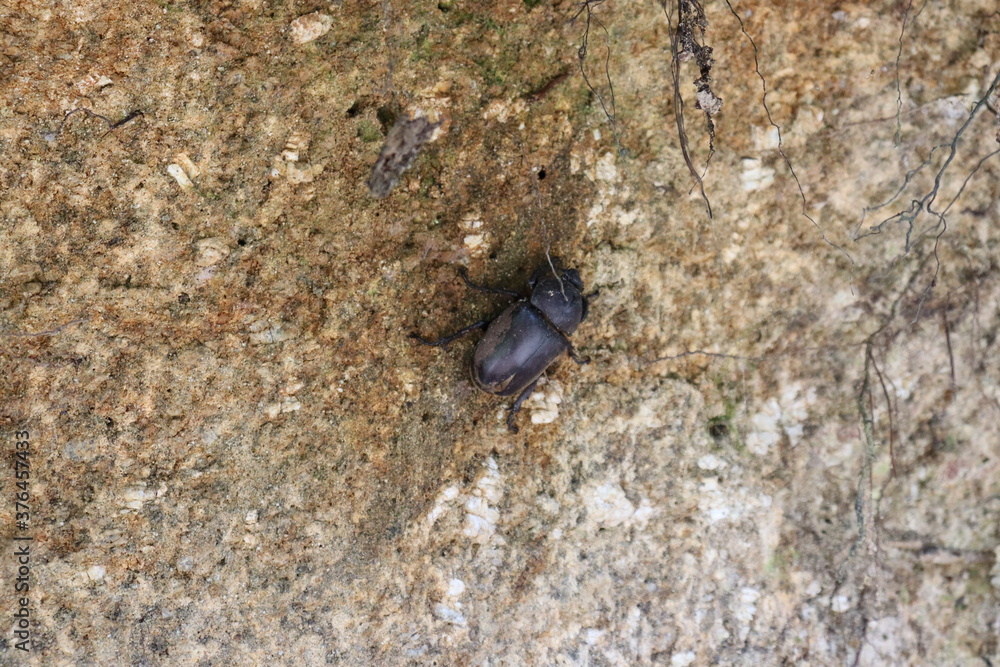 山にいるカブトムシ 山にいるカブトムシ