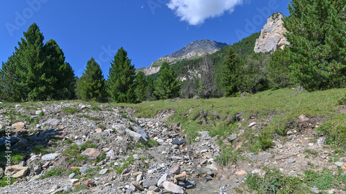 Panorama di pini in alta montagna in agosto, con cielo blu in sottofondo photo