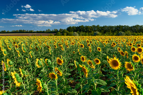 sunflower - bright field with yellow flowers  beautiful summer landscape in sunset