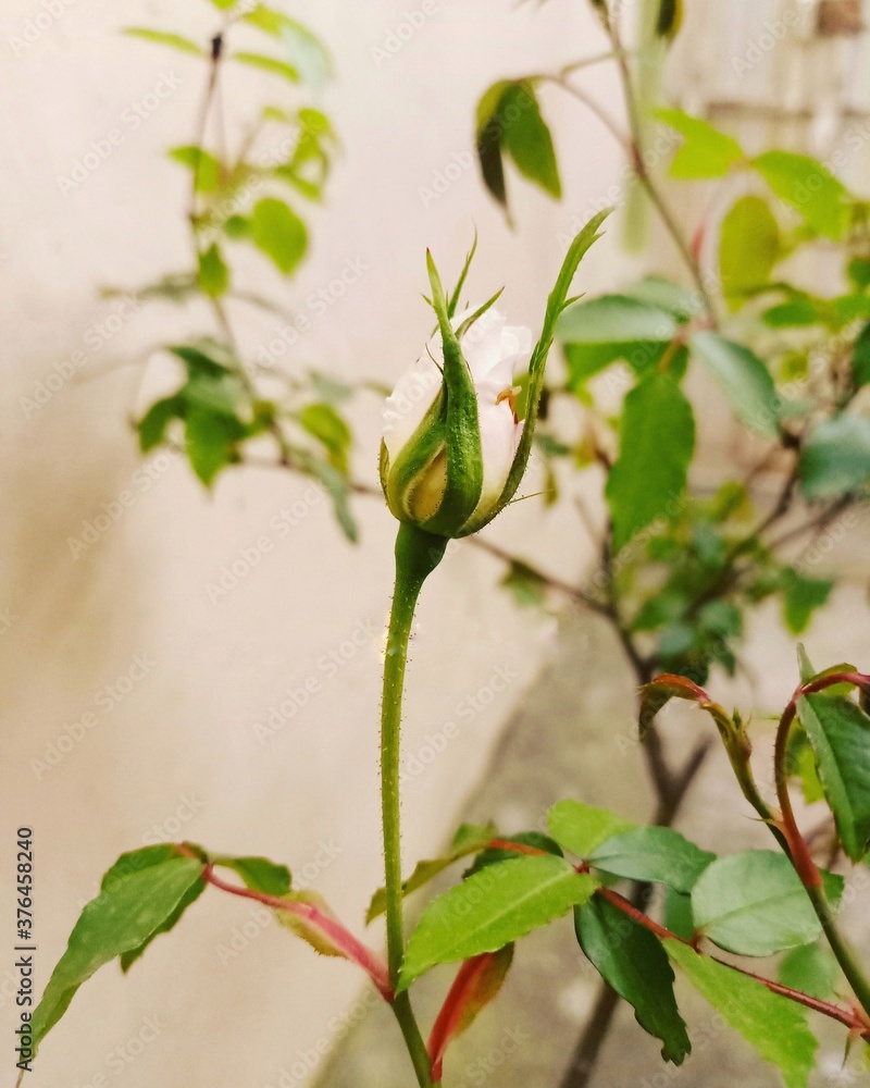 single beautiful white rose on a long stem with green leaves single beautiful white rose on a long stem with green leaves
