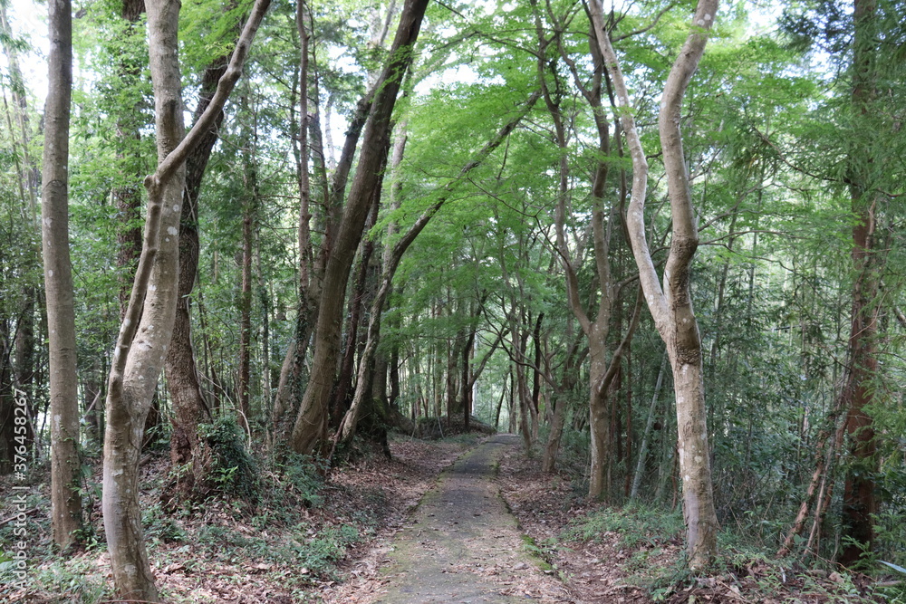 Fototapeta premium 天気の良い日の山道