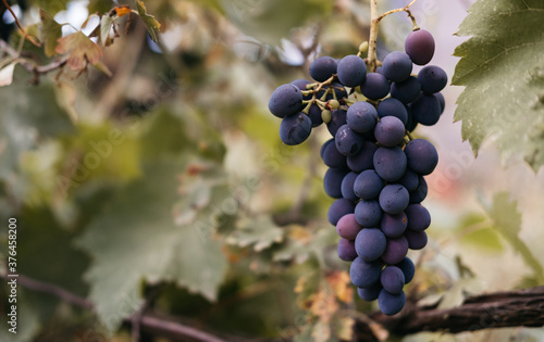 Ripe red grapes hang in a cluster on a green vine in the vineyard. Black maiden grapes, large bunch. Delicious and healthy fruits, fresh autumn harvest. Vine on the side and plenty of space for text. photo