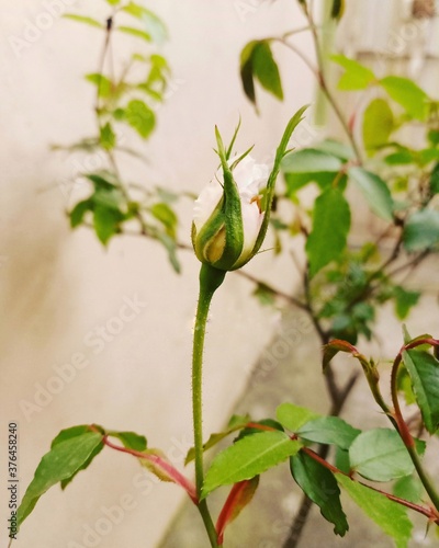 single beautiful white rose on a long stem with green leaves photo