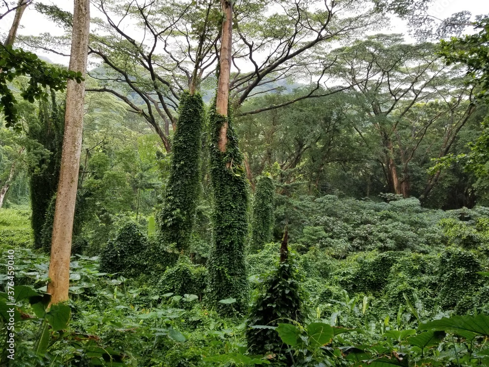 Fototapeta premium Rain forest hike in Oahu Hawaii