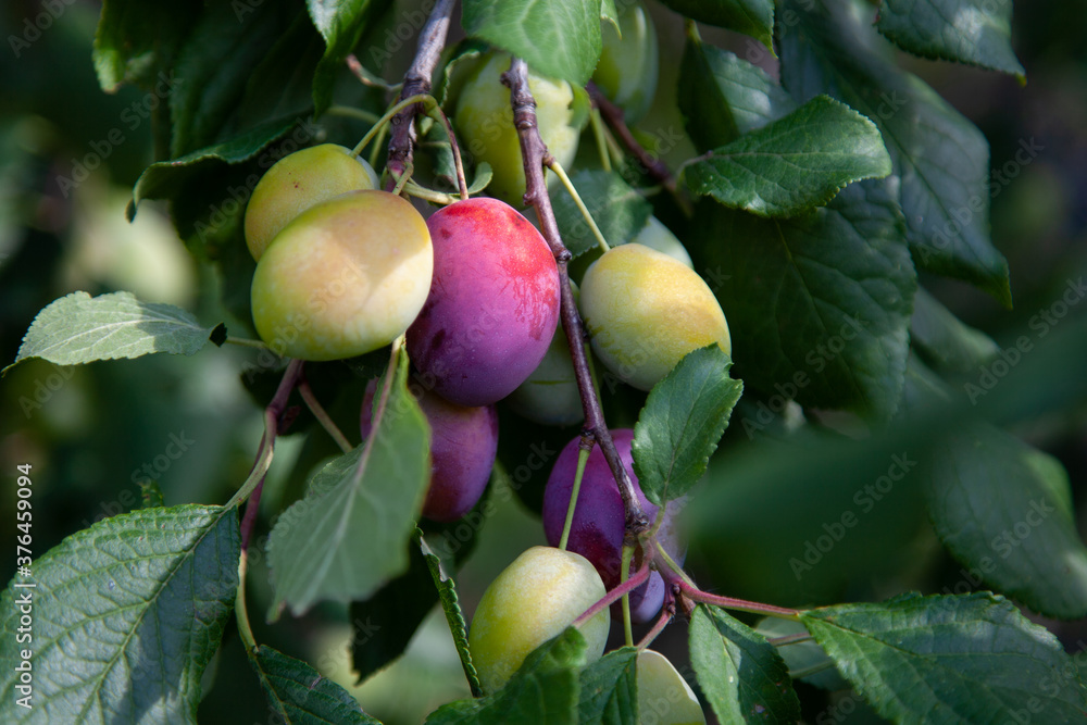 ripening plums on a branch in the garden ripening plums on a branch in the garden