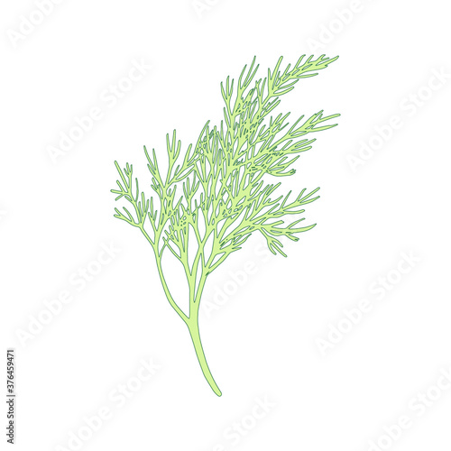 Fresh fennel branch isolated on white background. Dill bunch Vector illustration