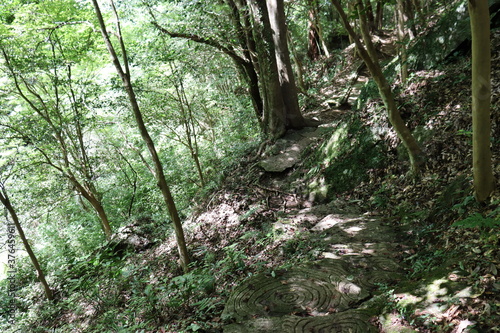 深緑の道の風景