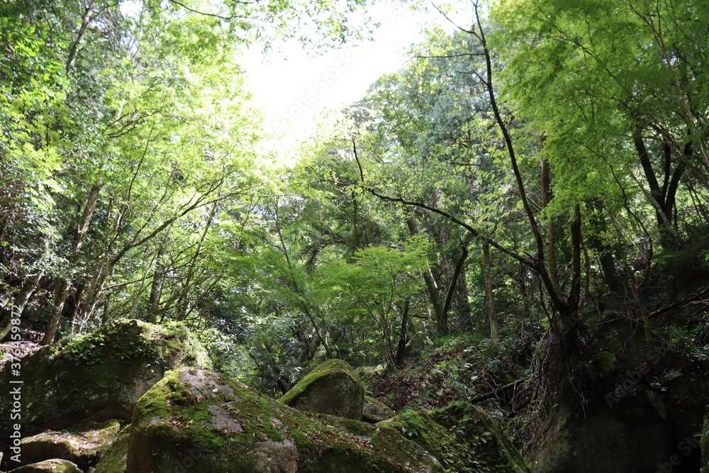 深緑の道の風景