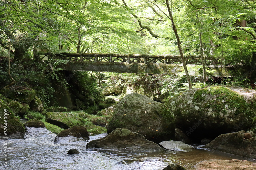Fototapeta premium 深緑の道の風景