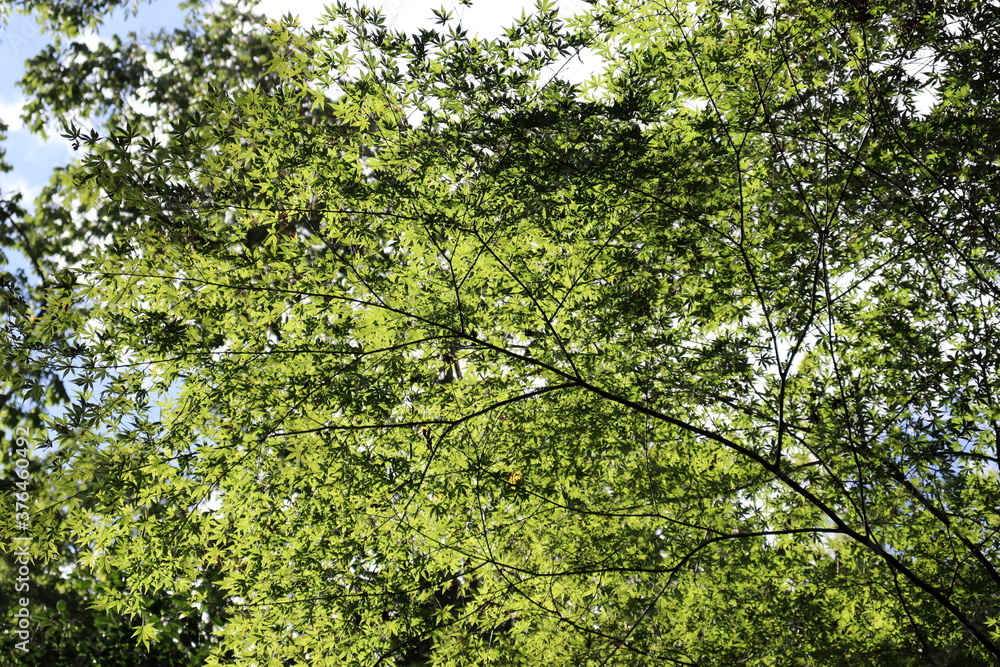 Fototapeta premium 深緑の道の風景