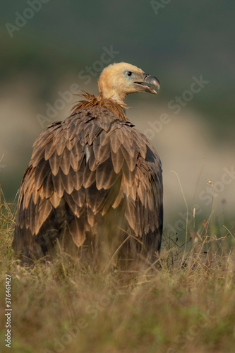 A griffon vulture  Gyps fulvus 