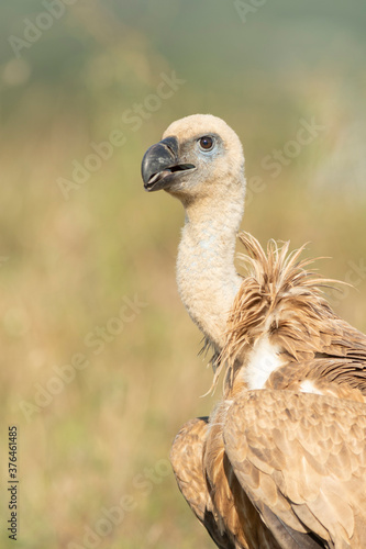 A griffon vulture  Gyps fulvus 