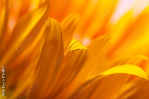 Beautiful fresh yellow sunflower macro shooting. Sunflower blooming Close-up. Sunflower natural background. Flower card, wallpaper. Harvest time, agriculture, farming. Yellow flower petals, seeds