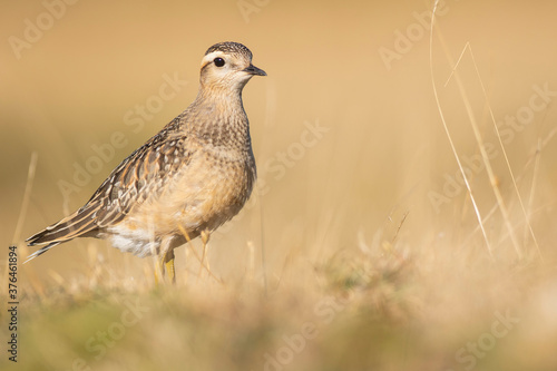 A dotterel (Charadrius morinellus) during its migration in Catalonia