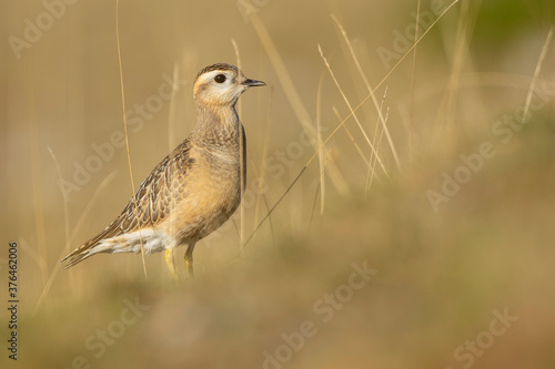 A dotterel (Charadrius morinellus) during its migration in Catalonia