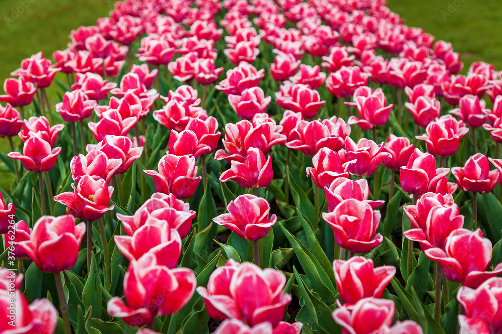 beds with tulips beds with tulips