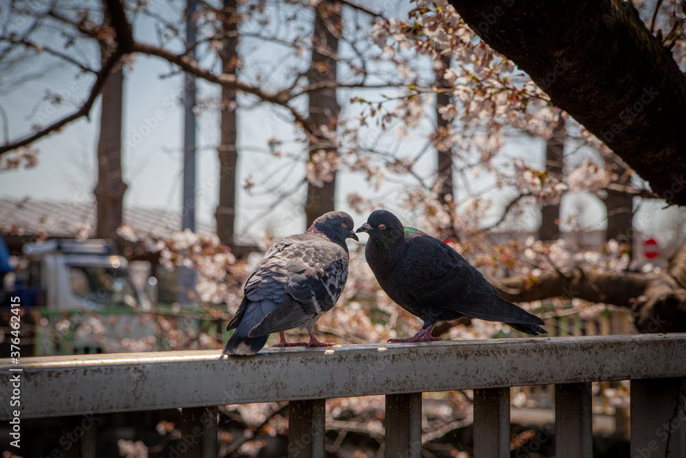 Fototapeta premium 川の手すりの立つ鳩