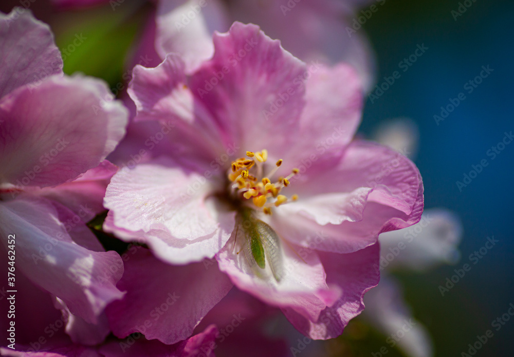 春の花 春の花