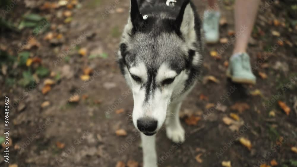 Close up of siberian husky dog pulling the leash during walking along road in the park. Stroll during quarantine. Feet of owner going along the path near with her cute pet. Dog walking service. Close up of siberian husky dog pulling the leash during walking along road in the park. Stroll during quarantine. Feet of owner going along the path near with her cute pet. Dog walking service.