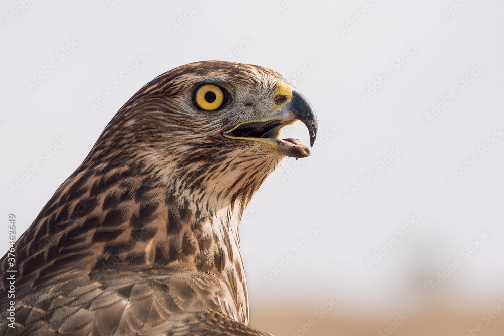 Retrato de cerca de un halcón marrón de ojos amarillos Retrato de cerca de un halcón marrón de ojos amarillos