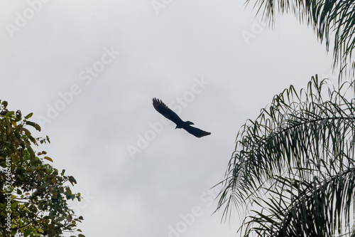Eagle flying between trees, creating a silhouette in a dark gray sky. photo