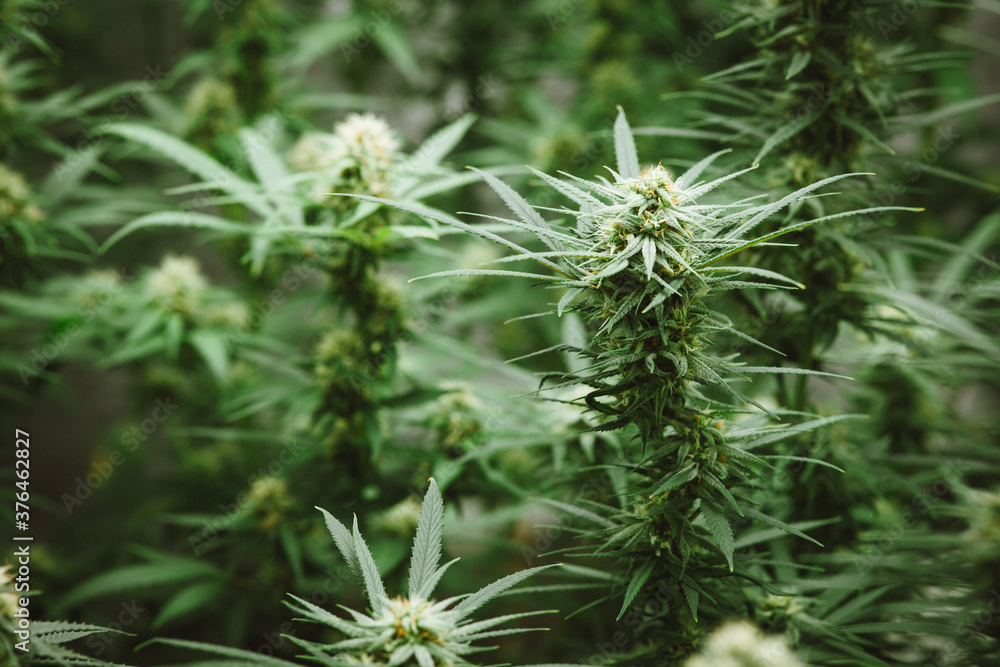 Flower bud of cannabis Satival in the greenhouse, marijuana flower bud background, herbal medicine Flower bud of cannabis Satival in the greenhouse, marijuana flower bud background, herbal medicine